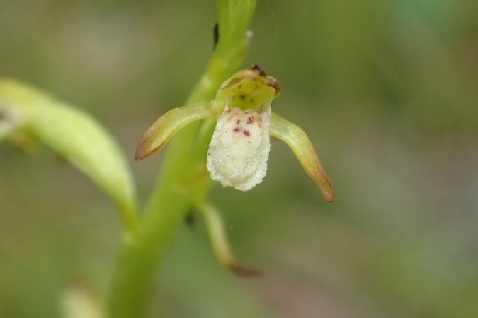 Corallorhiza trifida  - François Rolland