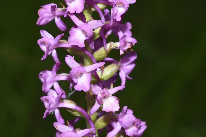 Gymnadenia pyrenaica  - Jean-Christophe Blanchard