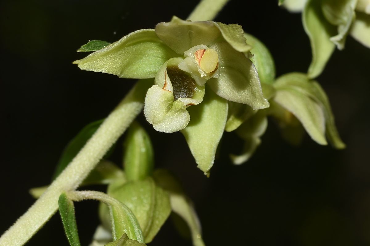 Epipactis helleborine  - Jean-Christophe Blanchard