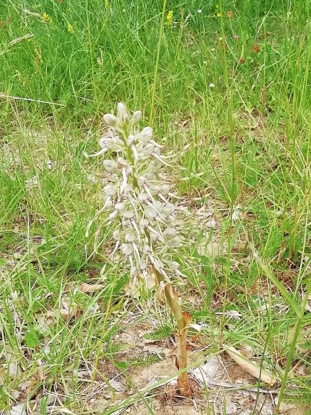 Himantoglossum hircinum  - Bertrand Aucouturier