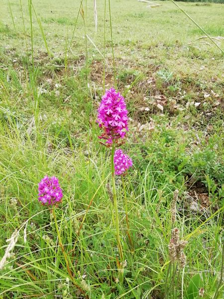Anacamptis pyramidalis  - Bertrand Aucouturier