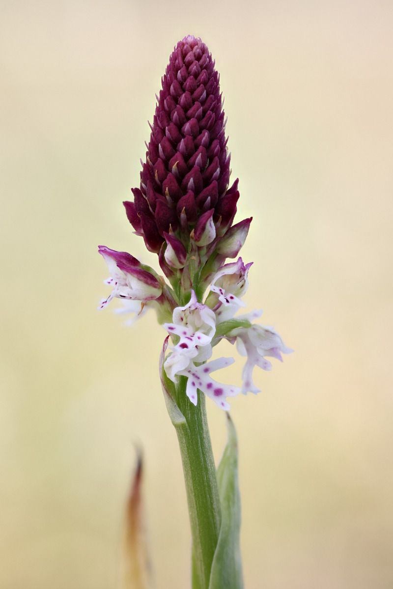 Neotinea ustulata subsp. aestivalis  - Pascal Decologne