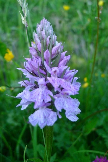 Dactylorhiza maculata  - Nicole Taillandier