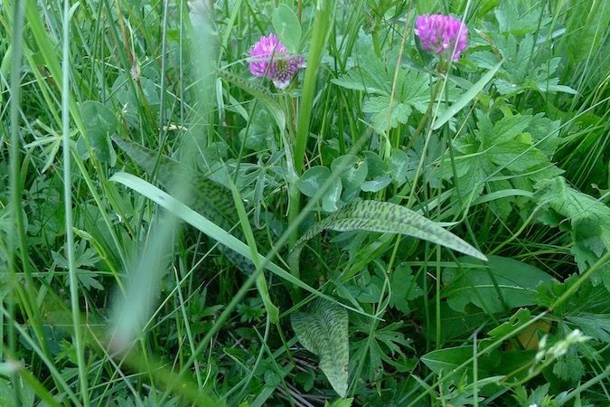 Dactylorhiza maculata  - Nicole Taillandier