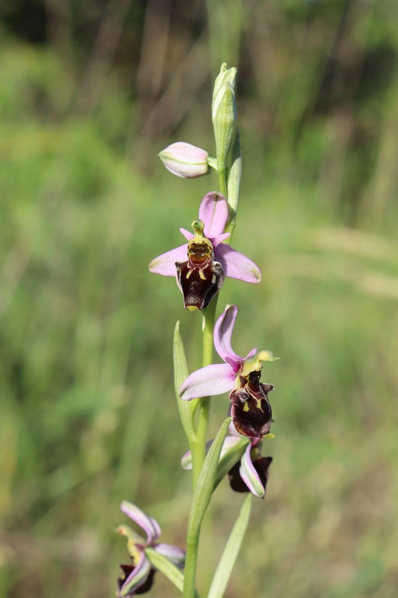 Ophrys fuciflora  - Vincent Gillet (21)