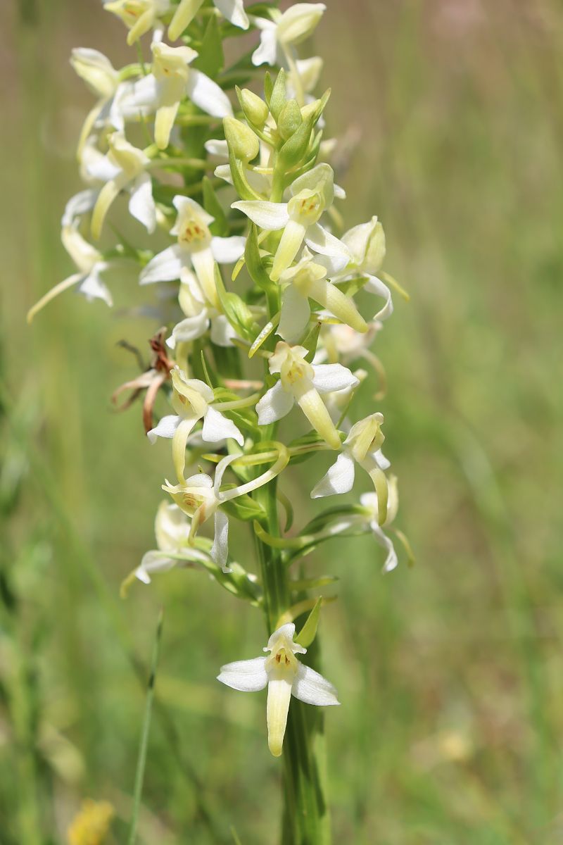 Platanthera fornicata  - Vincent Gillet (21)