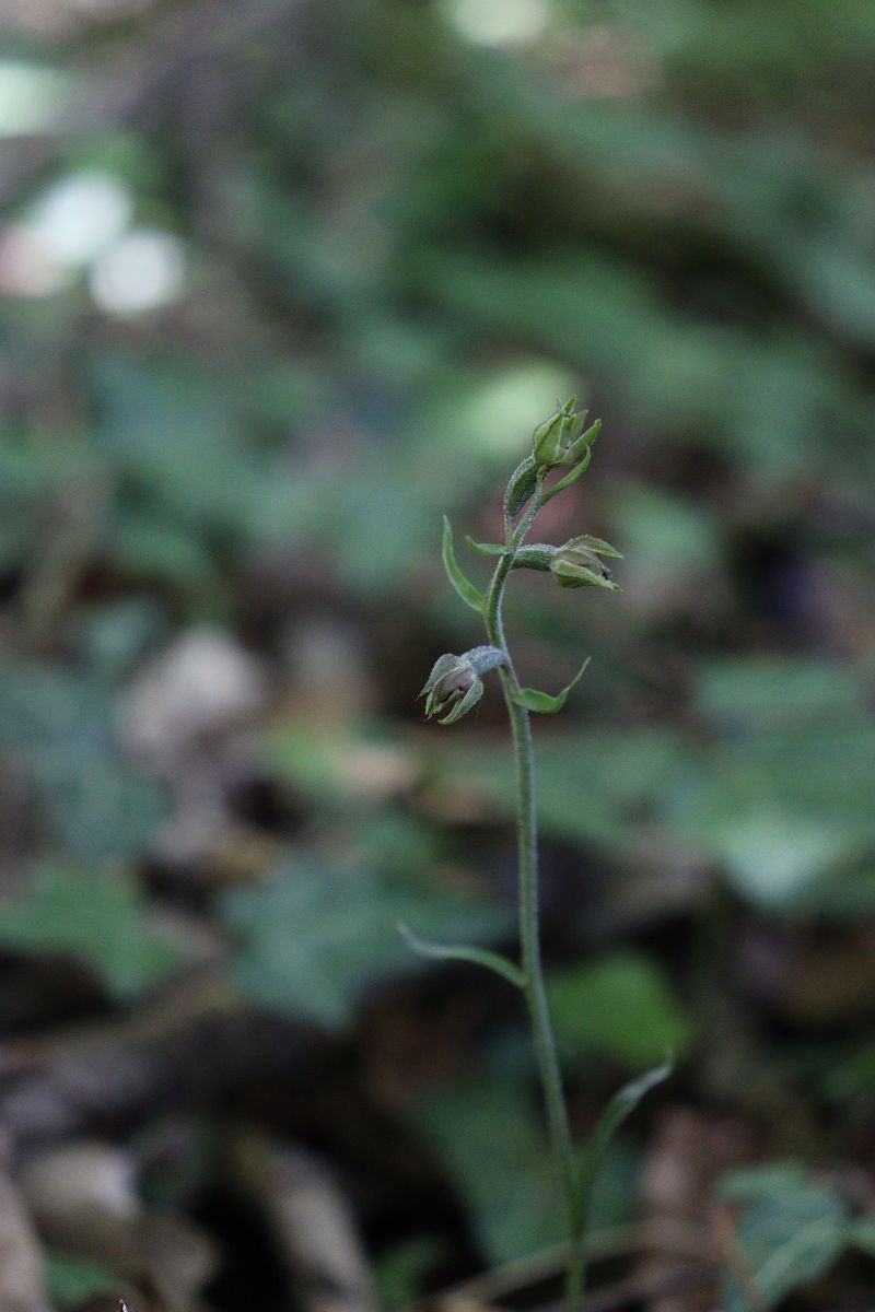Epipactis microphylla  - Vincent Gillet (21)