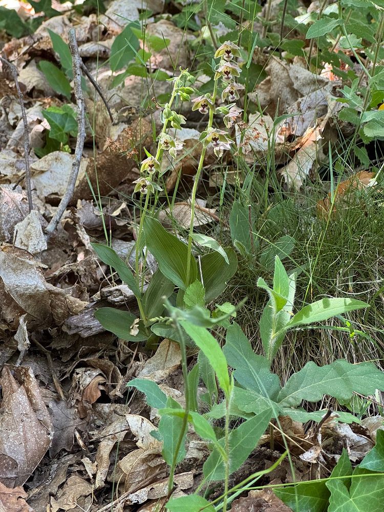 Epipactis helleborine var. castanearum  - Nadine Duche