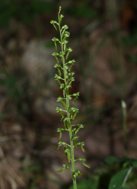 Listera ovata  - Anonyme