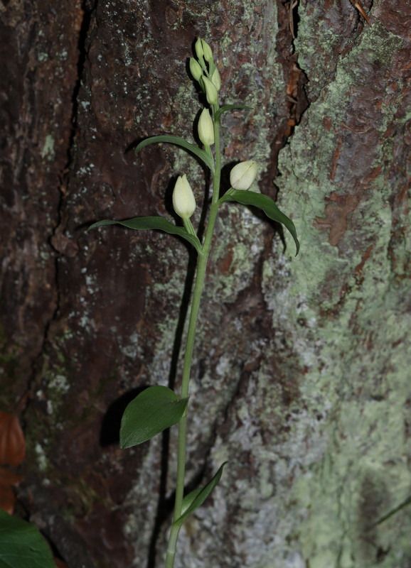 Cephalanthera damasonium  - Anonyme