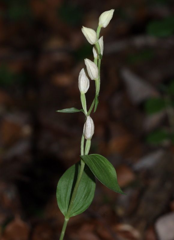 Cephalanthera damasonium  - Anonyme