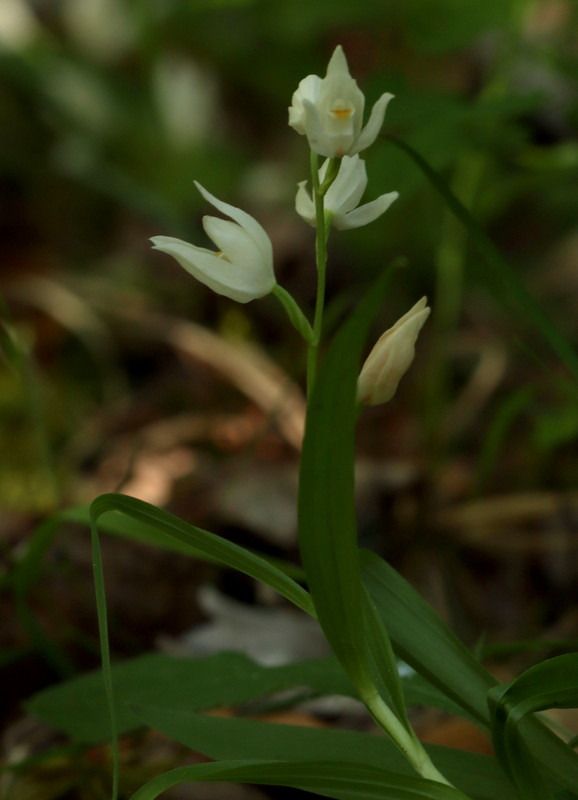 Cephalanthera longifolia  - Anonyme