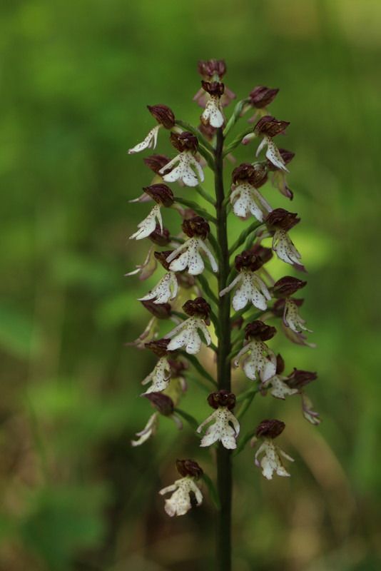 Orchis purpurea  - Anonyme