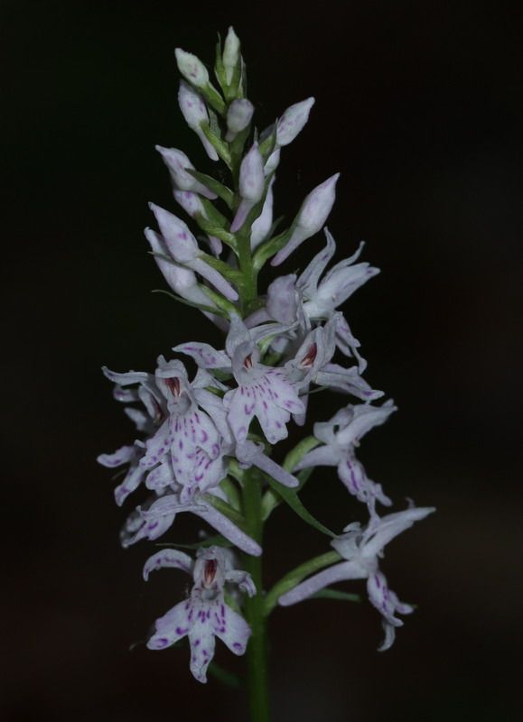 Dactylorhiza fuchsii  - Anonyme