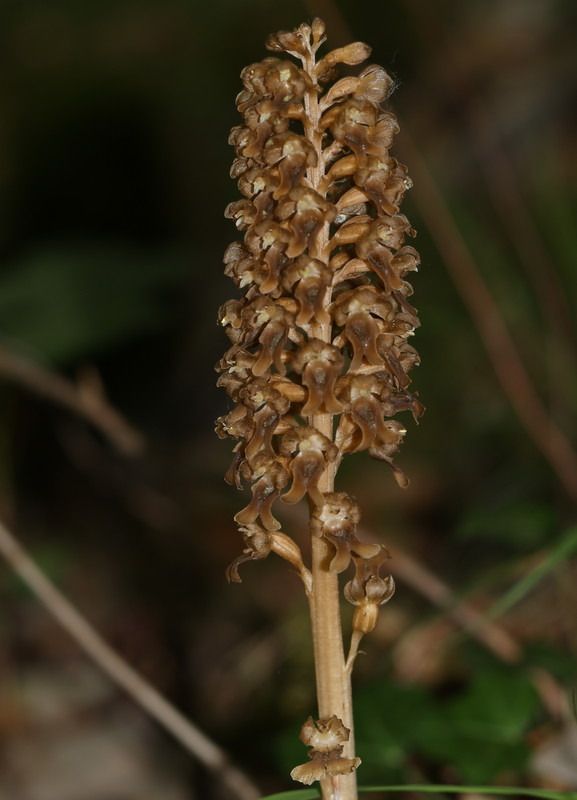 Neottia nidus-avis  - Anonyme