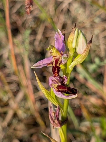 Ophrys apifera var. trollii  - Jacques Gilardin