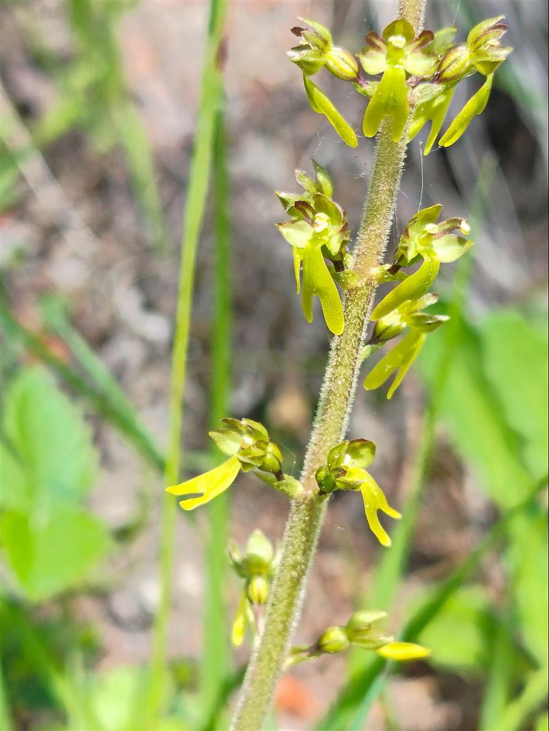 Listera ovata  - Richard Fay