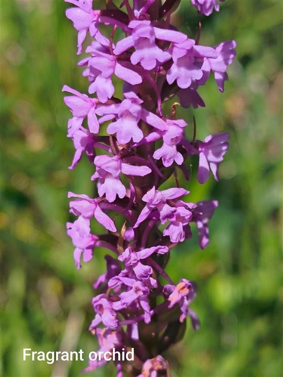 Gymnadenia conopsea  - Richard Fay