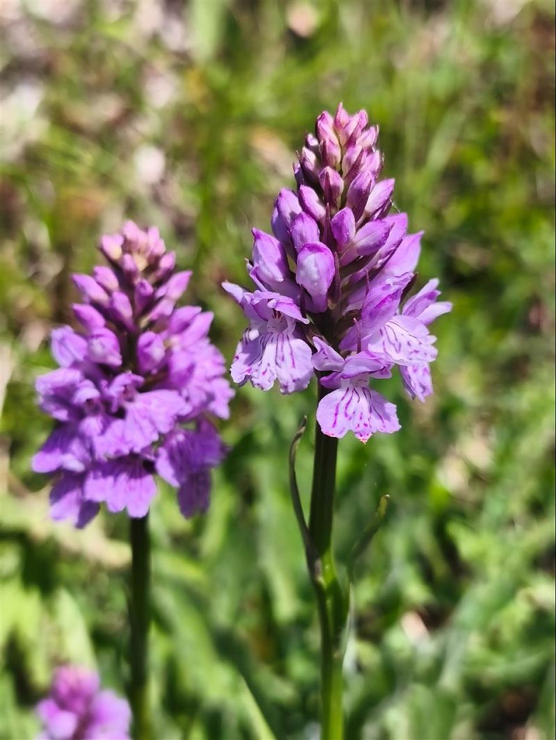 Dactylorhiza maculata  - Richard Fay