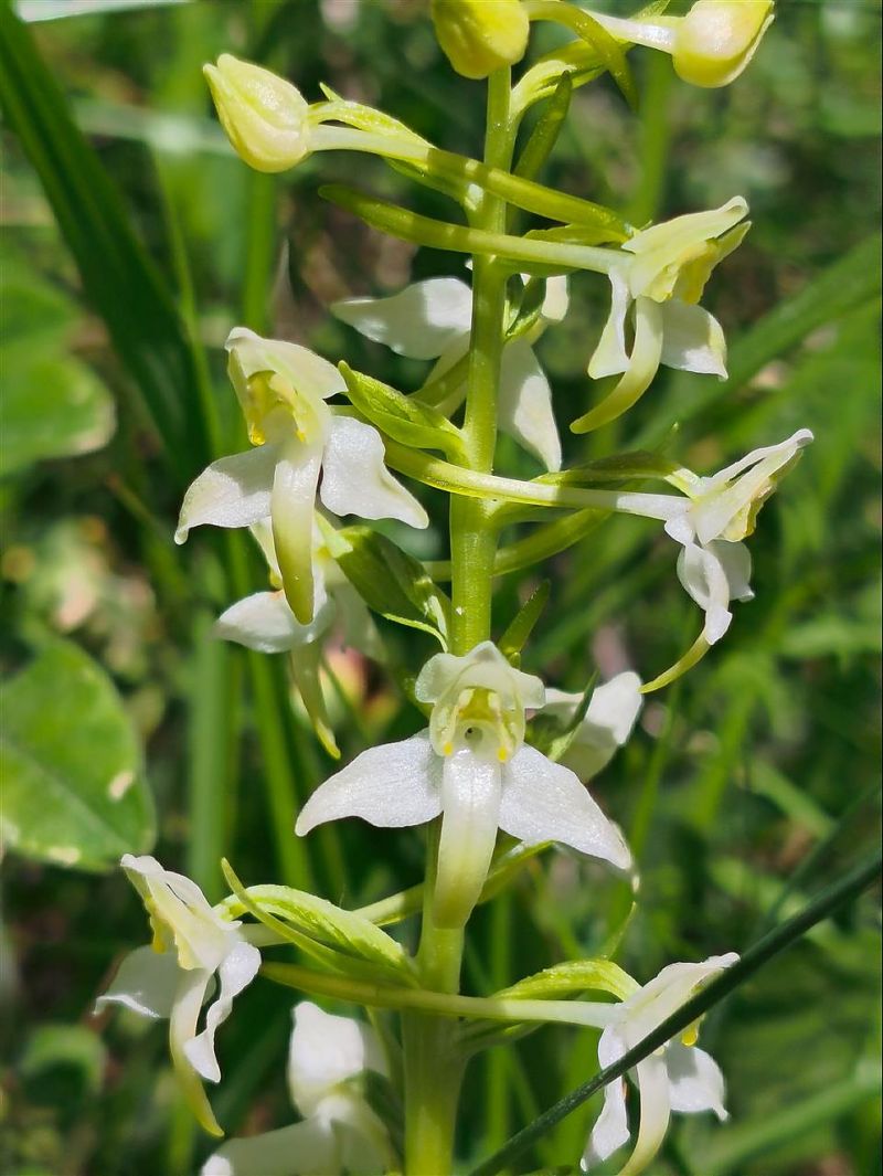 Platanthera chlorantha  - Richard Fay