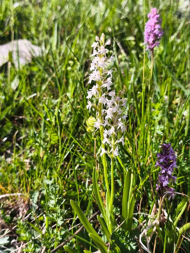 Gymnadenia conopsea  - Richard Fay