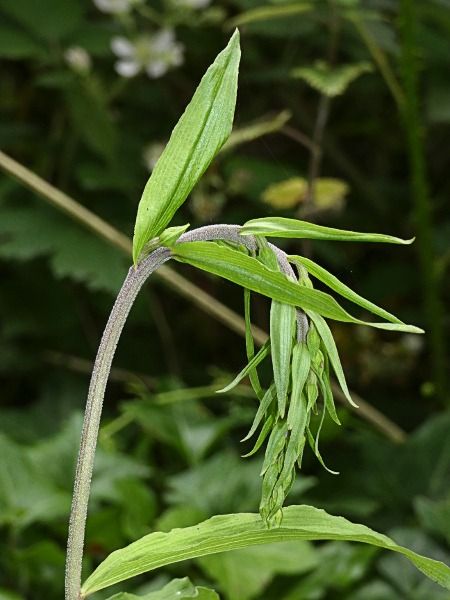 Epipactis helleborine  - Joannic Troussier