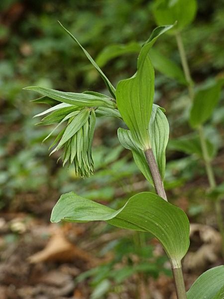 Epipactis helleborine  - Joannic Troussier