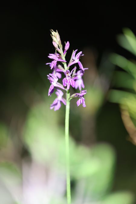 Dactylorhiza cyrnea  - Mathis Buriasco