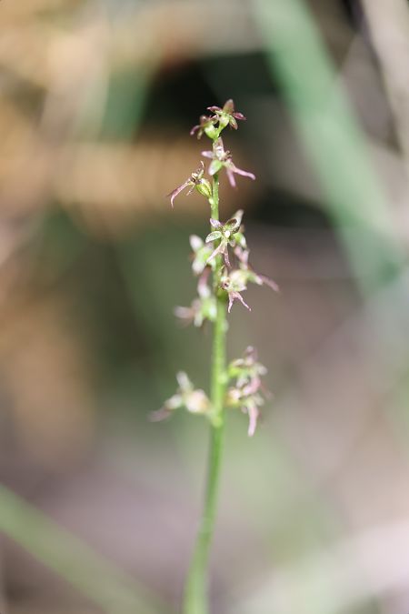 Neottia cordata  - Mathis Buriasco