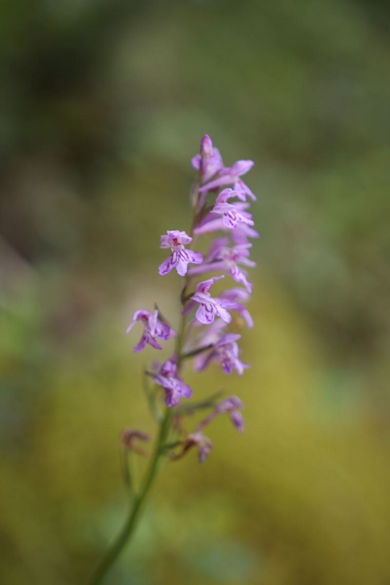 Dactylorhiza cyrnea  - Mathis Buriasco