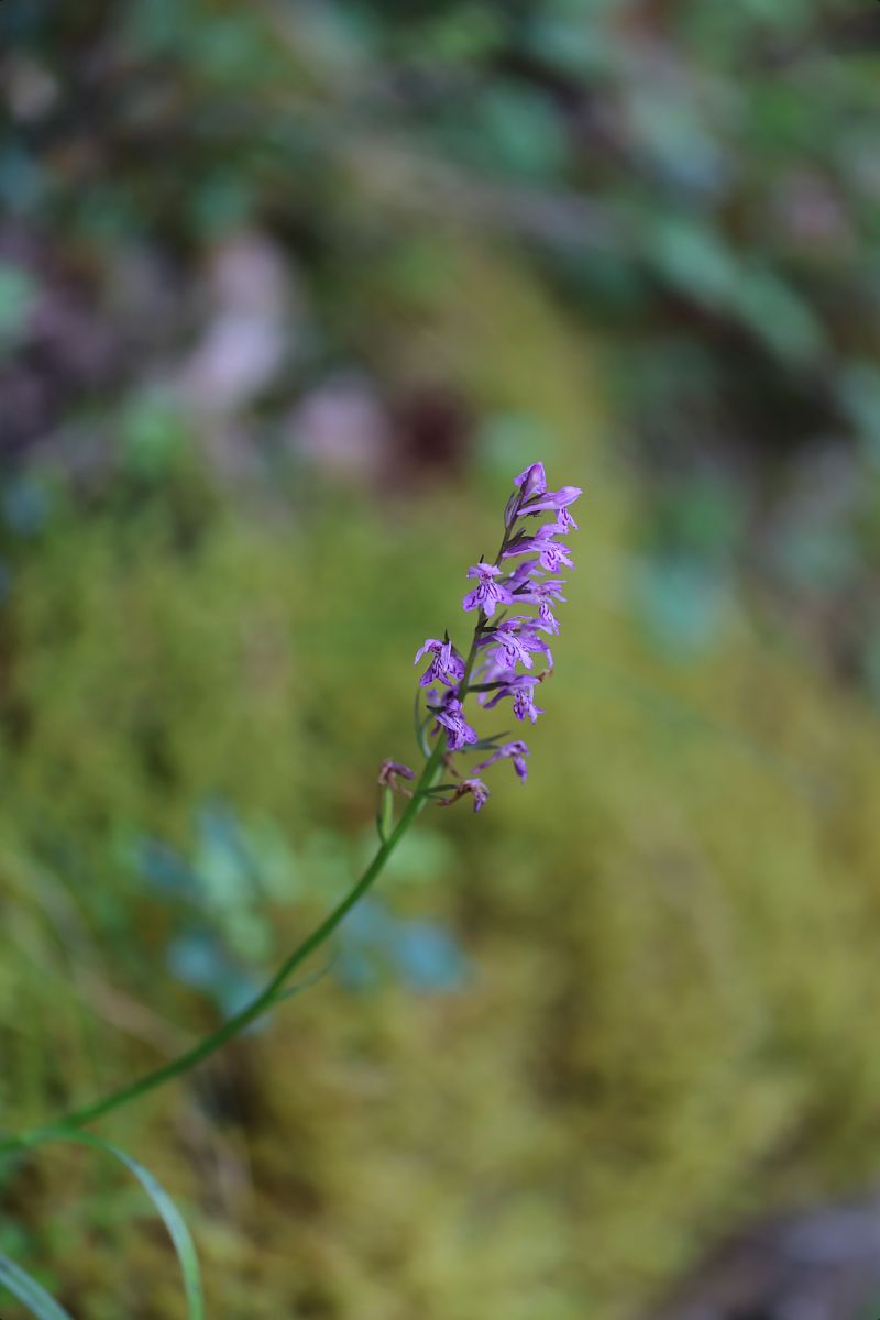 Dactylorhiza cyrnea  - Mathis Buriasco
