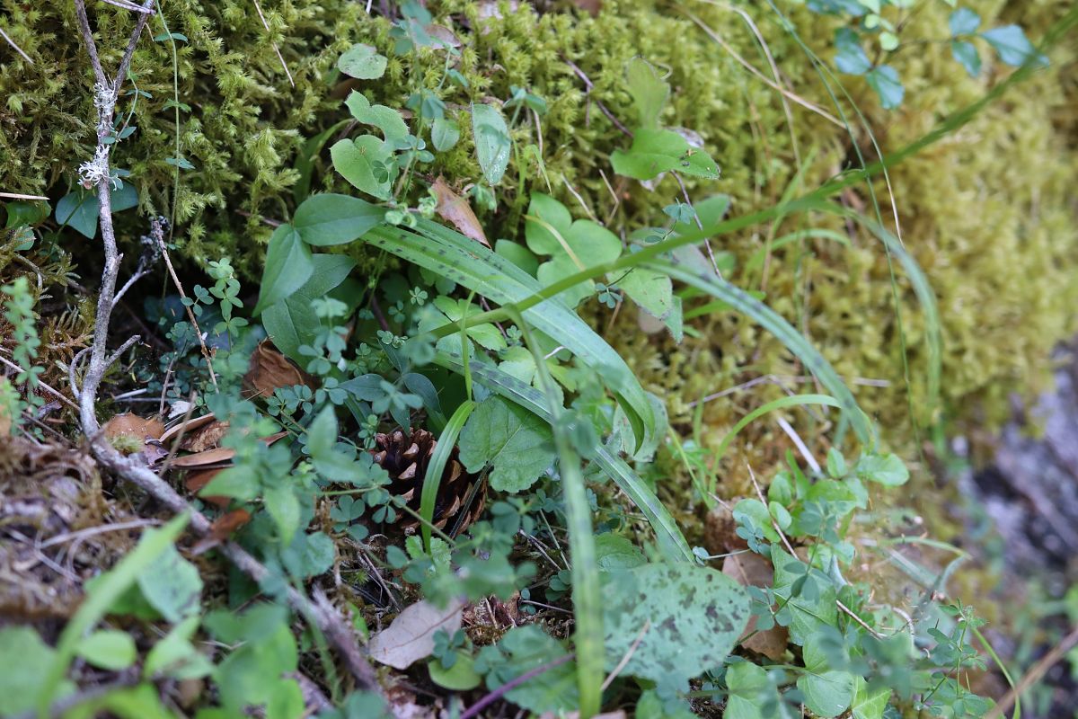 Dactylorhiza cyrnea  - Mathis Buriasco