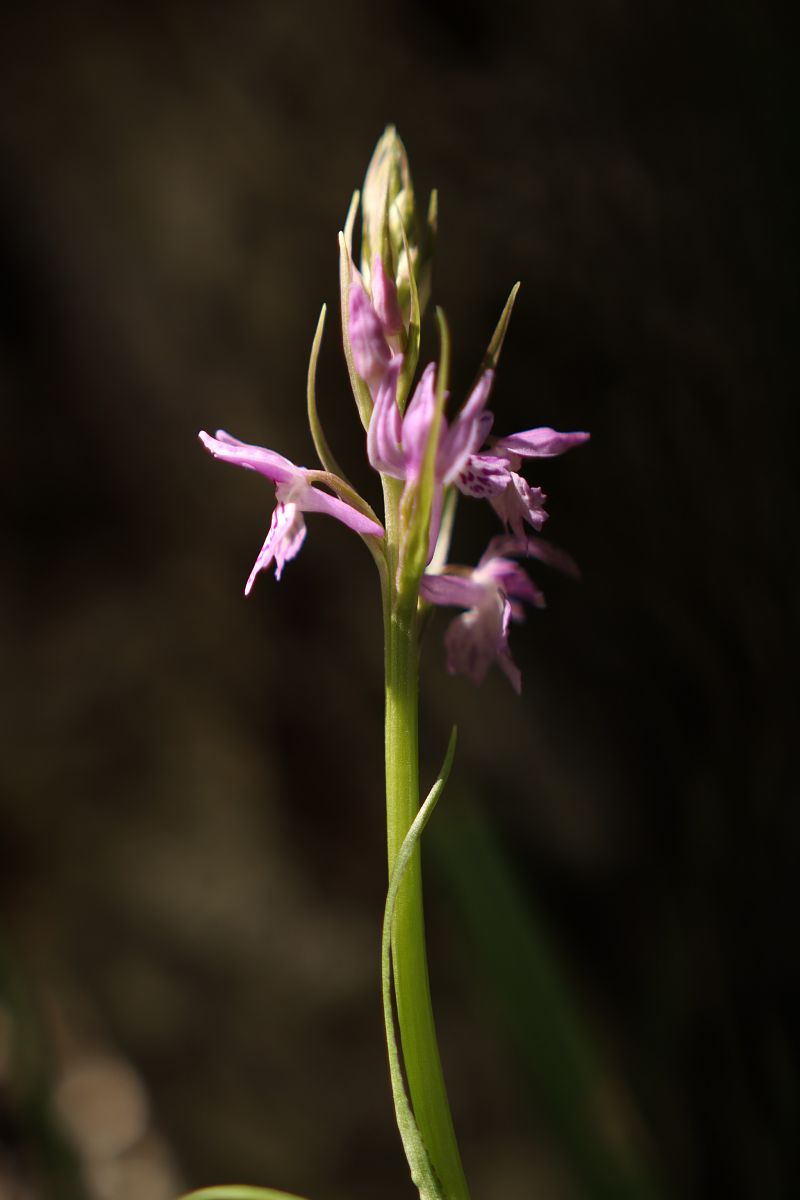 Dactylorhiza cyrnea  - Mathis Buriasco