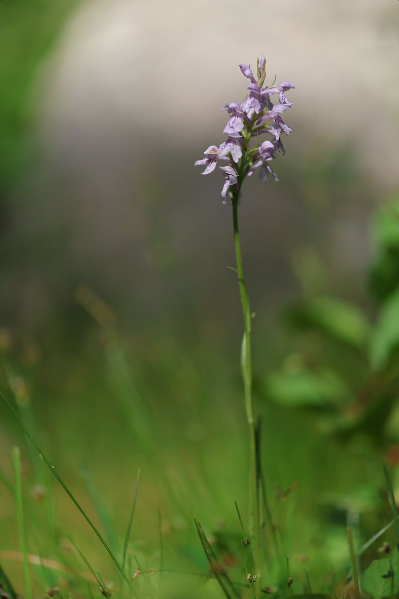 Dactylorhiza cyrnea  - Mathis Buriasco
