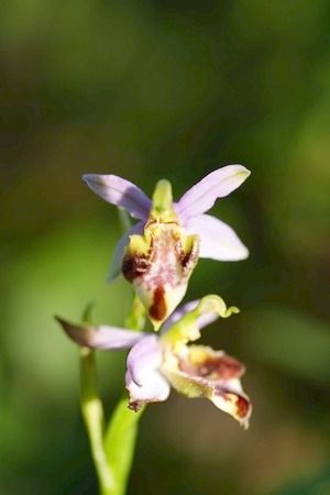 Ophrys apifera var. trollii  - Severine Gaudeau Bis