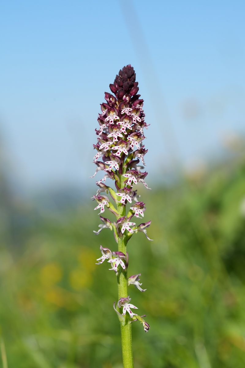 Neotinea ustulata subsp. aestivalis  - Severine Gaudeau Bis