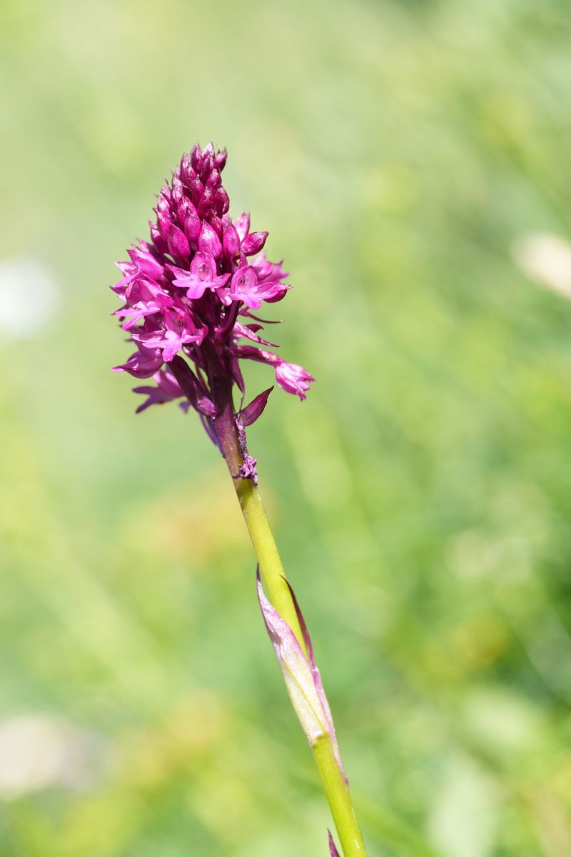 Anacamptis pyramidalis subsp. tanayensis  - Severine Gaudeau Bis