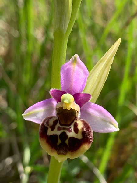 Ophrys gresivaudanica  - Olivier Hirschy