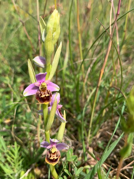 Ophrys gresivaudanica  - Olivier Hirschy