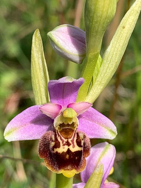 Ophrys gresivaudanica  - Olivier Hirschy