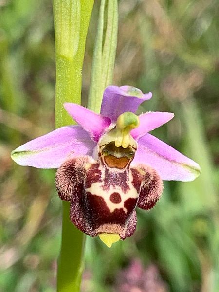 Ophrys gresivaudanica  - Olivier Hirschy