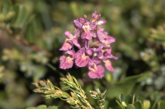 Dactylorhiza sambucina f. zimmermanii  - Jean Valentin