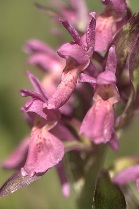 Dactylorhiza sambucina f. zimmermanii  - Jean Valentin
