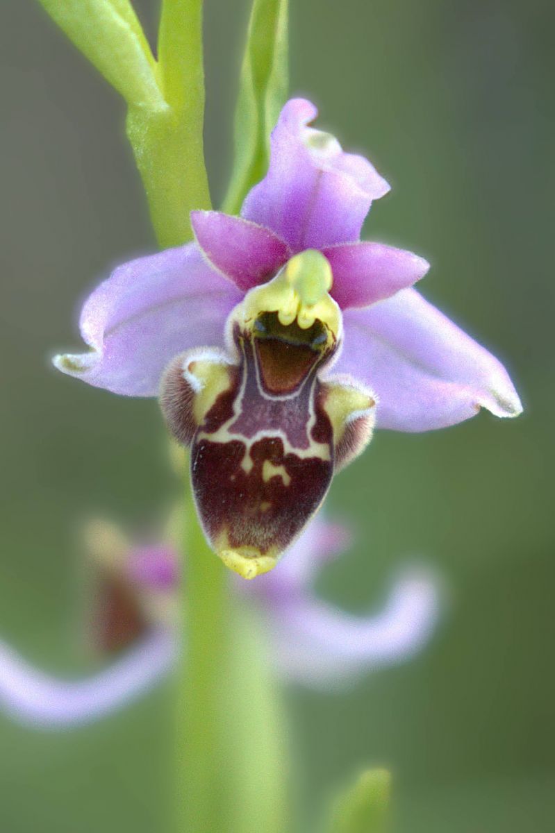 Ophrys gresivaudanica  - Jean Valentin