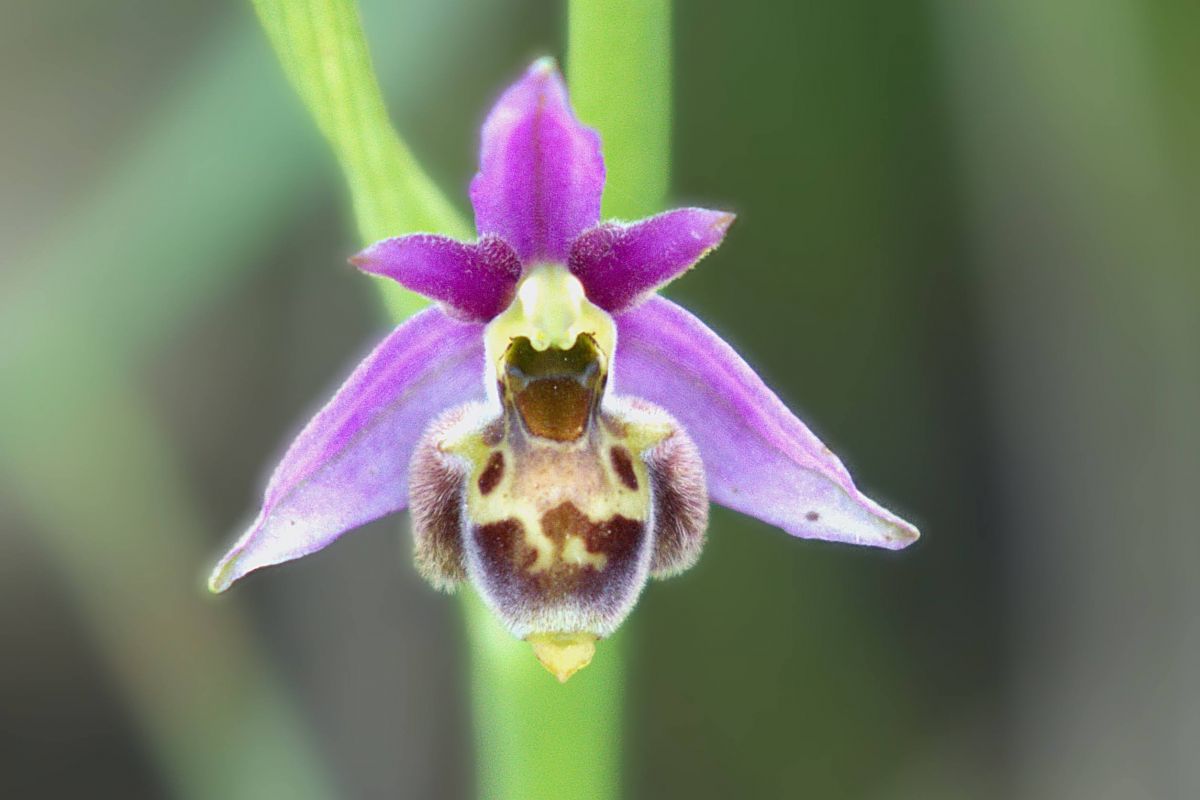 Ophrys gresivaudanica  - Jean Valentin