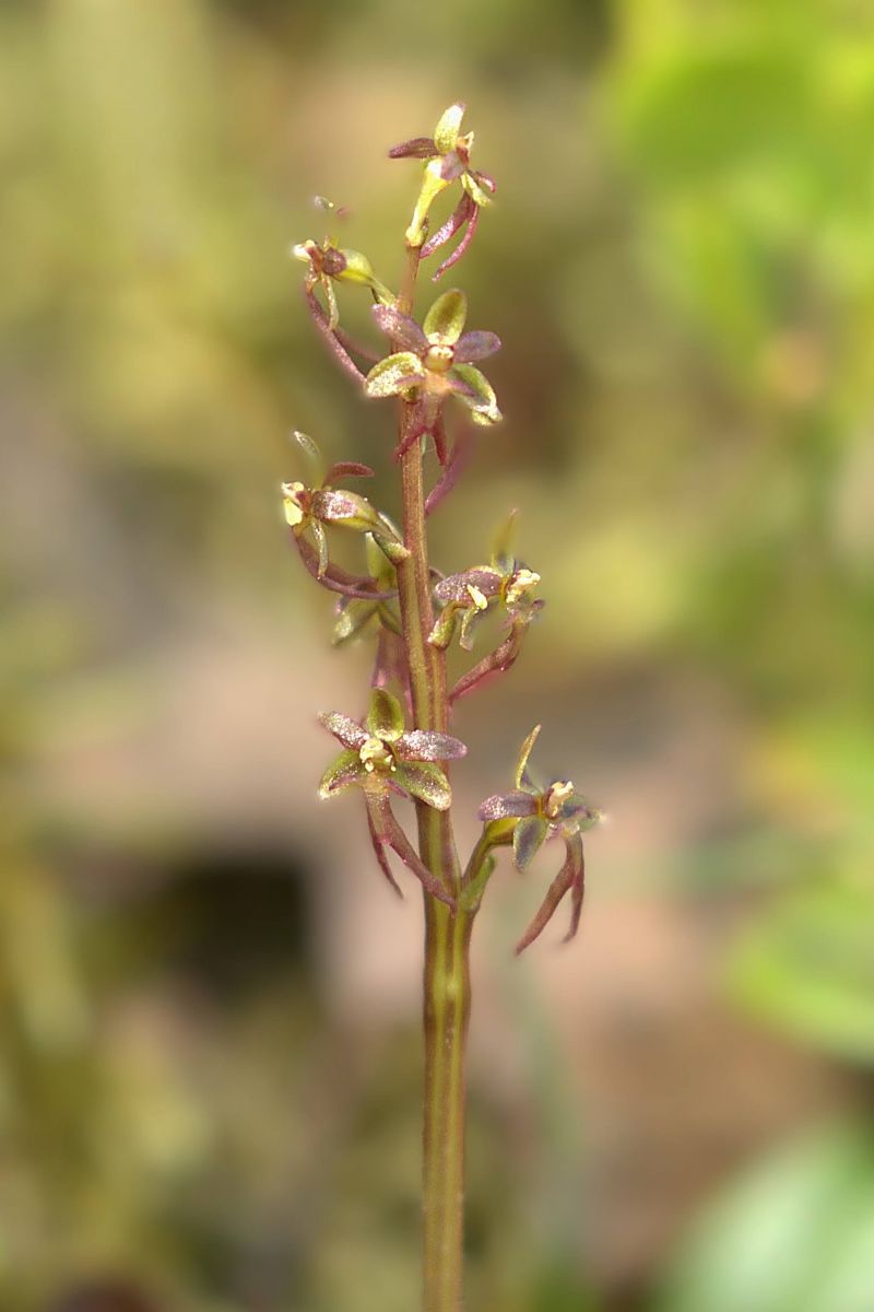 Neottia cordata  - Jean Valentin