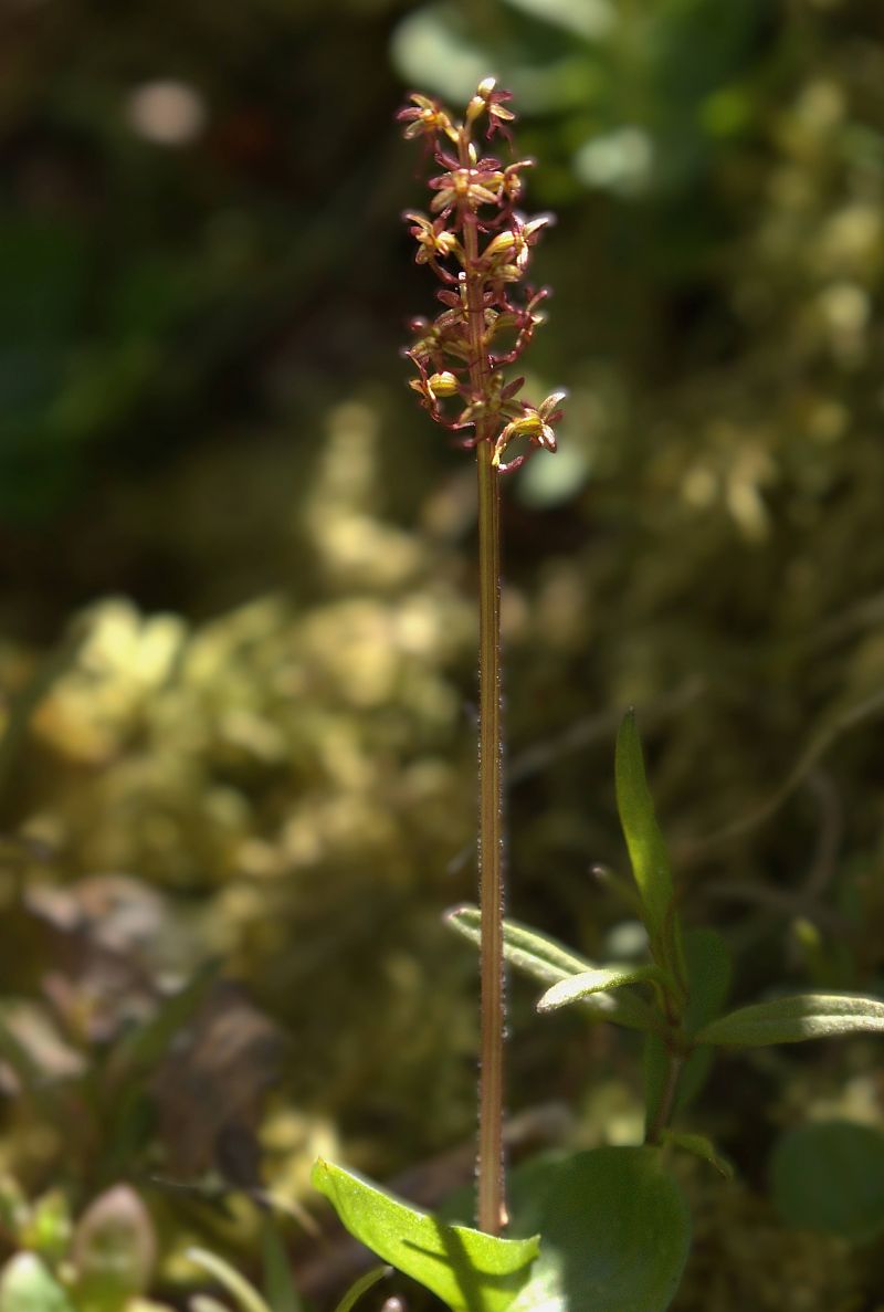 Neottia cordata  - Jean Valentin