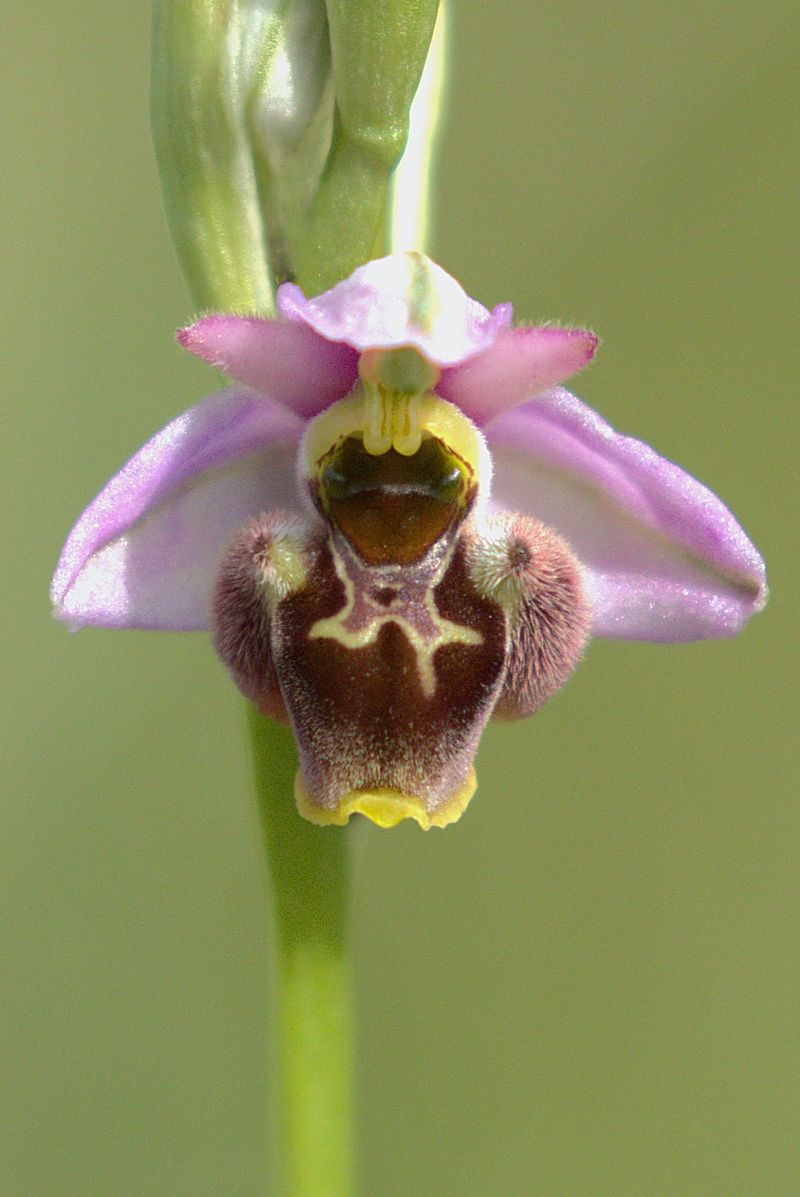 Ophrys gresivaudanica  - Jean Valentin