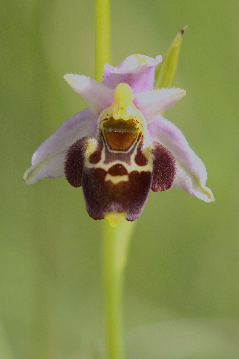 Ophrys gresivaudanica  - Jean Valentin