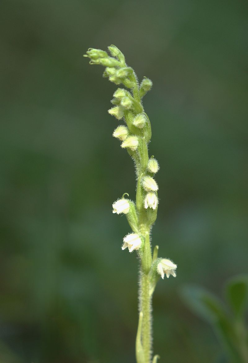 Goodyera repens  - Jean Valentin
